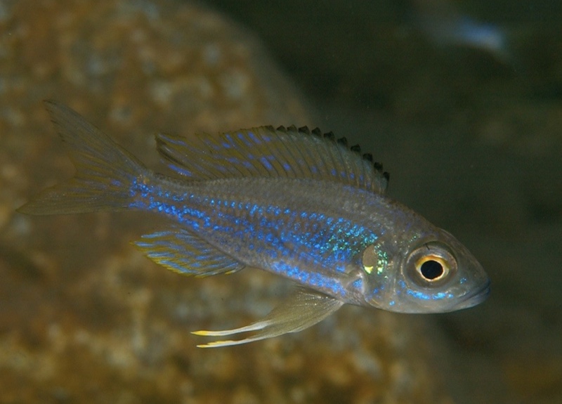 Aulonocranus dewindti 'Kiriza'